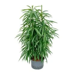 Ficus Alii - HydroCare -Garden Potted Plant Shop Ficus Alii Hydroculture 28 19x120cm
