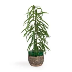 Lindy Plant Pot - Black Green -Garden Potted Plant Shop Ficus Alii Long Leafed Fig 17x70cm Lindy Plant Pot Black Green 23x20cm 513edad0 79e9 4d01 909c 50a38d80bd72
