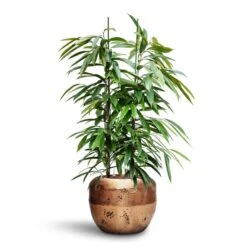 Opus Raw Couple Planter - Gold -Garden Potted Plant Shop Ficus Amstel King HydroCare Opus Raw Couple Planter Gold