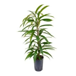 Ficus Amstel King - HydroCare -Garden Potted Plant Shop Ficus Amstel King Hydroculture 15 19x90cm