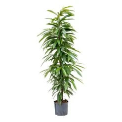 Ficus Amstel King - HydroCare -Garden Potted Plant Shop Ficus Amstel King Hydroculture 22 19x125cm