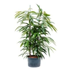 Ficus Amstel King - HydroCare -Garden Potted Plant Shop Ficus Amstel King Hydroculture 28 19x125cm