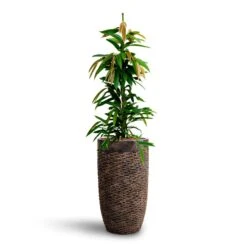 Luxe Lite Layer Partner Planter - Bronze -Garden Potted Plant Shop Ficus Amstel King HydrocultureLuxe Lite Layer Partner Planter Bronze e1531c22 a242 4685 a5d0 374bfb296a3f
