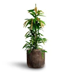 Ficus Amstel King - HydroCare -Garden Potted Plant Shop Ficus Amstel King HydrocultureLuxe Lite Waterfall Cylinder Planter Bronze