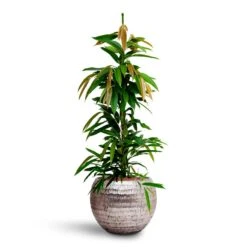 Ficus Amstel King - HydroCare -Garden Potted Plant Shop Ficus Amstel King HydrocultureOpus Hammered Globe Planter Silver
