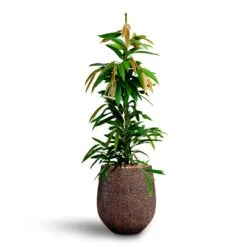 Ficus Amstel King - HydroCare -Garden Potted Plant Shop Ficus Amstel King HydrocultureOpus Hit Darcy Planter Gold