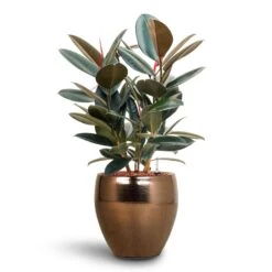 Amora Plant Pot - Black Gold -Garden Potted Plant Shop Ficus Elastica Abidjan Hydroculture Amora Couple Planter Gold 652e8645 3a18 4d89 ad82 7308d8f75646