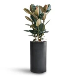 Solid Cylinder Planter - Dark Grey -Garden Potted Plant Shop Ficus Elastica Abidjan Hydroculture Basic Cylinder Planter Dark Grey 063f9e1e ae08 458b aced d7fcd27a3fde