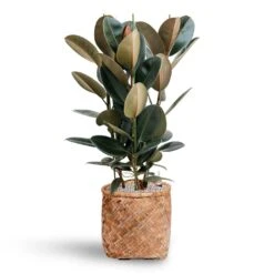 Zayn Bamboo Planter -Garden Potted Plant Shop Ficus Elastica Abidjan Hydroculture Bohemian Zayn Bamboo Planter 72ba1d80 b754 4372 87bf 5e68654e4bb2