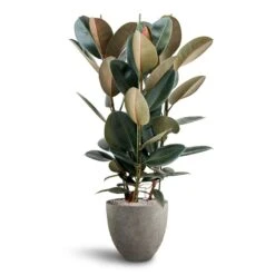 Grigio Egg Pot Planter - Natural Concrete -Garden Potted Plant Shop Ficus Elastica Abidjan Hydroculture Grigio Egg Pot Planter Natural Concrete f025db49 39ee 45c7 a4dc 1b978b6d693f