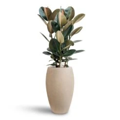 Raindrop Tall Balloon Planter - Stone -Garden Potted Plant Shop Ficus Elastica Abidjan Hydroculture Raindrop Emperor Planter Beige 0ba317e7 4945 48f8 9727 d36cb897e3d6