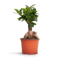 Ficus Ginseng - Indian Laurel -Garden Potted Plant Shop Ficus Ginseng Indian Laurel 12x30cm 2
