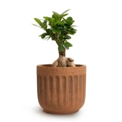 Ficus Ginseng - Indian Laurel -Garden Potted Plant Shop Ficus Ginseng Indian Laurel 12x30cm Duncan Plant Pot Rust 17x16cm 444c8f31 c116 4abb 866e 30683f58bc49