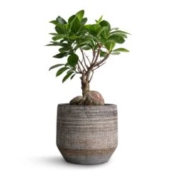Ficus Ginseng - Indian Laurel -Garden Potted Plant Shop Ficus Ginseng Indian Laurel 12x30cm Norell Plant Pot Latte Lattice 15x13cm