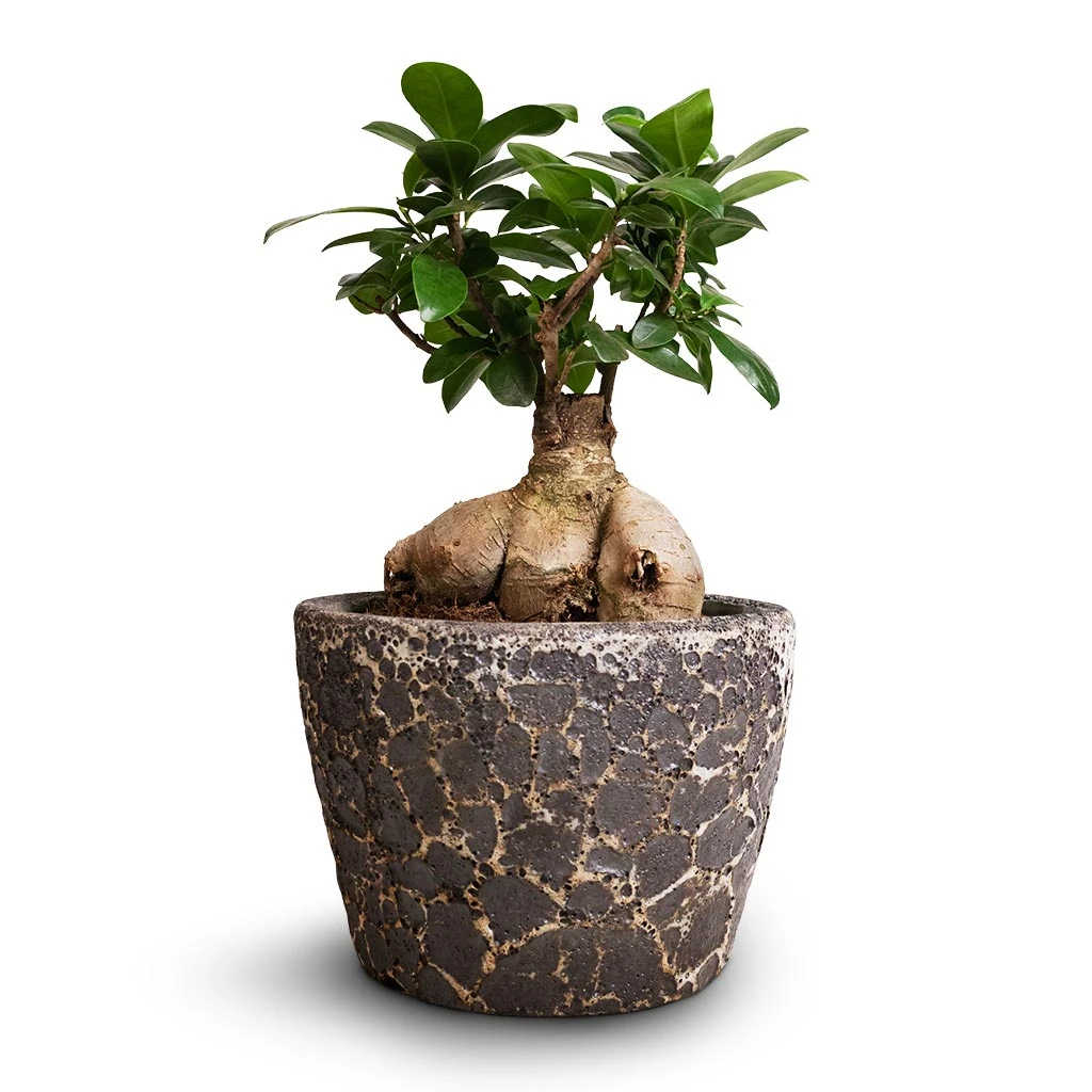 Lava Couple Straight Relic Planter - Black 2 Lava Couple Straight Relic Planter - Black - Image 2