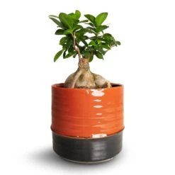 Ficus Ginseng - Indian Laurel -Garden Potted Plant Shop Ficus Ginseng Indian Laurel 15x35cm Marlijn Plant Pot Blush 19x18cm