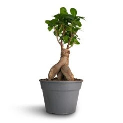 Ficus Ginseng - Indian Laurel -Garden Potted Plant Shop Ficus Ginseng Indian Laurel 17x40cm