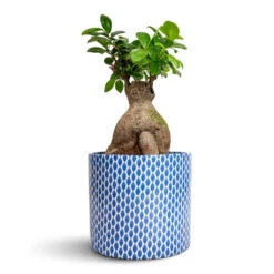 Ficus Ginseng - Indian Laurel -Garden Potted Plant Shop Ficus Ginseng Indian Laurel 17x40cm Lazzaro Plant Pot Navy Garland 18x16cm 530ecf79 2a78 4c73 9b83 e12f09ae7268