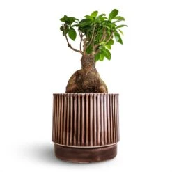 Ficus Ginseng - Indian Laurel -Garden Potted Plant Shop Ficus Ginseng Indian Laurel 17x40cm Nella Plant Pot Coffee 21x19cm