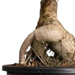 Garden Potted Plant Shop -Garden Potted Plant Shop Ficus Ginseng Indian Laurel 22x45cm 2