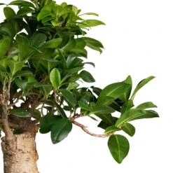 Ficus Ginseng - Indian Laurel -Garden Potted Plant Shop Ficus Ginseng Indian Laurel 22x45cm
