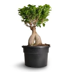 Ficus Ginseng - Indian Laurel -Garden Potted Plant Shop Ficus Ginseng Indian Laurel 22x45cm 3