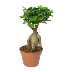 Ficus Ginseng - Indian Laurel -Garden Potted Plant Shop Ficus Ginseng Indian Laurel 40cm