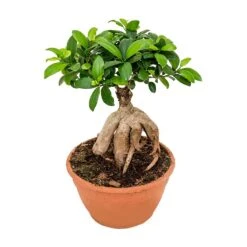 Ficus Ginseng - Indian Laurel -Garden Potted Plant Shop Ficus Ginseng Indian Laurel Large