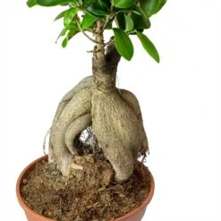 Ficus Ginseng - Indian Laurel -Garden Potted Plant Shop Ficus Ginseng Indian Laurel Roots 40cm