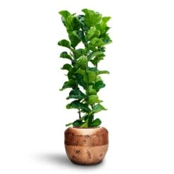 Ficus Lyrata Bambino - HydroCare -Garden Potted Plant Shop Ficus Lyrata Bambino Hydroculture Opus Raw Couple Planter Gold