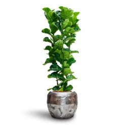 Ficus Lyrata Bambino - HydroCare -Garden Potted Plant Shop Ficus Lyrata Bambino Hydroculture Opus Raw Couple Planter Silver 7a6929b9 dfe9 4175 8903 aed6a2e09fb4