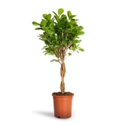 Ficus Moclame - Indian Laurel - Twisted Stem -Garden Potted Plant Shop Ficus Moclame Indian Laurel Twisted Stem 17x70cm