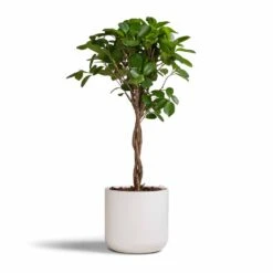 Ficus Moclame - Indian Laurel - Twisted Stem -Garden Potted Plant Shop Ficus Moclame Indian Laurel Twisted Stem 17x70cm Lisbon Plant Pot White 19x19cm b77925c5 a395 4255 b618 3920187b6a1a