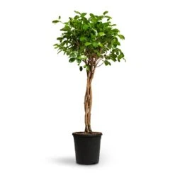 Ficus Moclame - Indian Laurel - Twisted Stem -Garden Potted Plant Shop Ficus Moclame Indian Laurel Twisted Stem 23x110cm