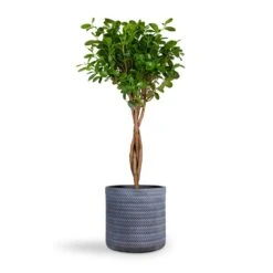 Angle Cylinder Plant Pot - Grey -Garden Potted Plant Shop Ficus Moclame Indian Laurel Twisted Stem 23x110cm Angle Cylinder Plant Pot Grey 30x30cm