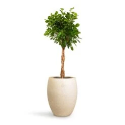Ficus Moclame - Indian Laurel - Twisted Stem -Garden Potted Plant Shop Ficus Moclame Indian Laurel Twisted Stem 23x110cm Grigio Tall Balloon Planter Antique White Concrete 40x50cm 14703255 6703 47cf b59f 6653d72ca745