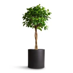 Max Refined Planter - Volcano Black 17 Max Refined Planter - Volcano Black -Garden Potted Plant Shop Ficus Moclame Indian Laurel Twisted Stem 23x110cm Max Refined Planter Volcano Black 29x29.5cm 5136b053 d131 4296 af73 dc7dc6521f22