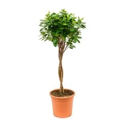 Ficus Moclame - Indian Laurel - Twisted Stem -Garden Potted Plant Shop Ficus Moclame Indian Laurel Twisted Stem 26x95cm