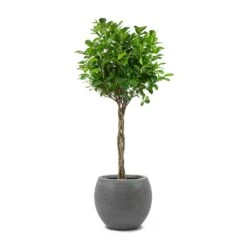 Ficus Moclame - Indian Laurel - Twisted Stem -Garden Potted Plant Shop Ficus Moclame Indian Laurel Twisted Stem Abby Ball Plant Pot Ridged Dark Grey