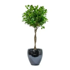Amora Plant Pot - Anthracite Mirror 11 Amora Plant Pot - Anthracite Mirror -Garden Potted Plant Shop Ficus Moclame Indian Laurel Twisted Stem Amora Plant Pot Anthracite Mirror 6f5e6746 58d9 4b4e 97dc ce592bac9f00