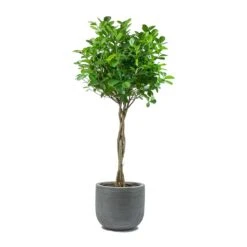 Ficus Moclame - Indian Laurel - Twisted Stem -Garden Potted Plant Shop Ficus Moclame Indian Laurel Twisted Stem Dice Plant Pot Ridged Dark Grey