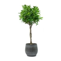Esra Plant Pot - Mystic Grey -Garden Potted Plant Shop Ficus Moclame Indian Laurel Twisted Stem Esra Mystic Grey Plant Pot aef8bbf7 67bc 40d7 80c7 533afa89bc53