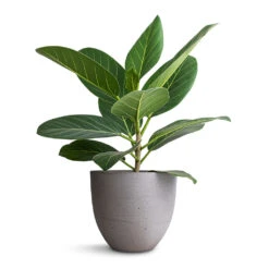 Coral Refined Planter - Clouded Grey -Garden Potted Plant Shop Ficus benghalensis Audrey Bengal Fig 14x45cm Coral Refined Planter Clouded Grey 18x15cm
