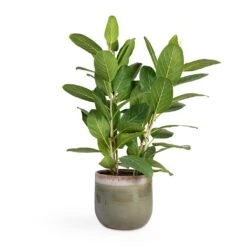 Tarra Plant Pot - Forest -Garden Potted Plant Shop Ficus benghalensis Audrey Bengal Fig 24x100cm Tarra Plant Pot Forest 29x25cm