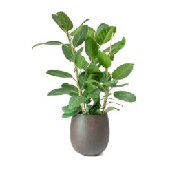 Grigio Balloon Plant Pot - Rusty Iron Concrete 9 Grigio Balloon Plant Pot - Rusty Iron Concrete -Garden Potted Plant Shop Ficus benghalensis Audrey Bengal Fig Balloon Planter Concrete Rusty Iron 1fc2ea76 af6f 42cf 96fe 0d86347e283f