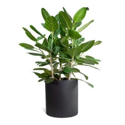 Max Refined Planter - Volcano Black 12 Max Refined Planter - Volcano Black -Garden Potted Plant Shop Ficus benghalensis Audrey Bengal Fig Max Refined Planter Volcano Black STL