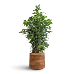 Helle Plant Pot - Natural -Garden Potted Plant Shop Ficus benjamina Danielle Weeping Fig Branched 21x90cm Helle Plant Pot Natural 26x25cm