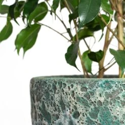 Lava Couple Relic Planter - Jade 21 Lava Couple Relic Planter - Jade -Garden Potted Plant Shop Ficus benjamina Danielle Weeping Fig Branched Lava Couple Relic Planter Jade Close Up