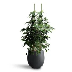 Grigio Balloon Plant Pot - Anthracite Concrete -Garden Potted Plant Shop Ficus benjamina Danielle Weeping Fig Hydroculture Grigio Balloon Plant Pot Anthracite Concrete d322f56d a0fc 4254 be65 45be23cf3f0a