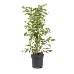 Ficus Benjamina Twilight - Weeping Fig - Branched -Garden Potted Plant Shop Ficus benjamina Twilight Weeping Fig Branched 14x55cm
